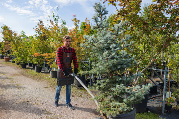 Tree Health Inspection in Bull Valley, IL